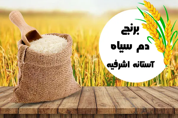 دم سیاه آستانه اشرفیه 650498489